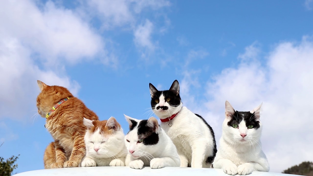 屋根の上の5匹の猫　180525