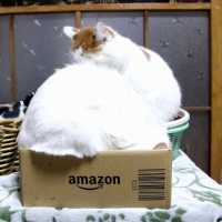 Amazonの箱と猫　Box and cat 2018#17