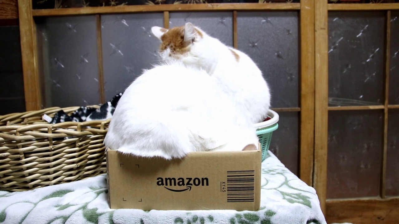 Amazonの箱と猫　Box and cat 2018#17