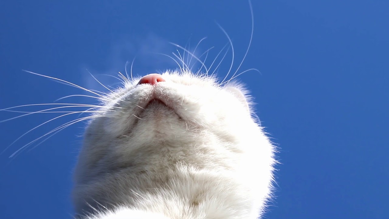 しろのひげ Beard of cat