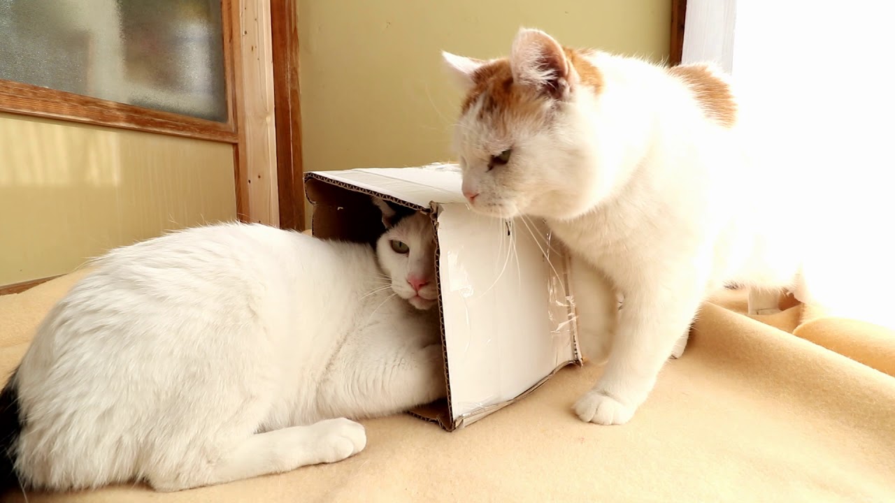 細長い箱と猫 Box and cat 2018#16
