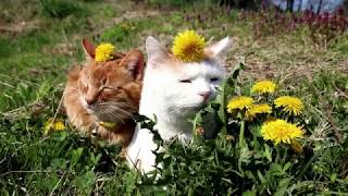 タンポポと猫　Cat and flower 2018#3