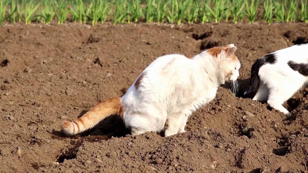 畑のしろ　Cat field