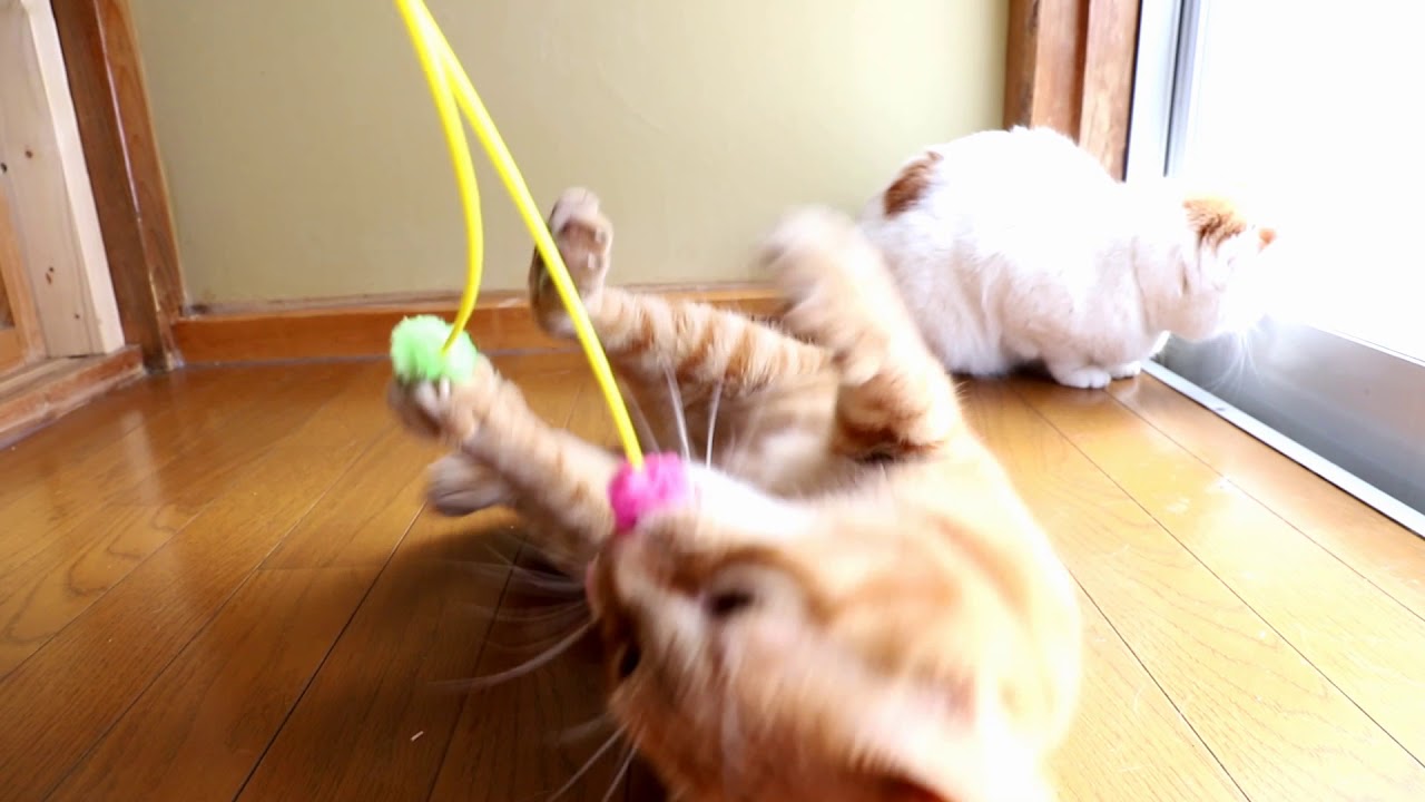 おもちゃを離さない茶トラ Cat playing　2018#1