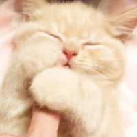 人懐っこい可愛い子猫ちゃん💕 ママの指を… 【PECO TV】