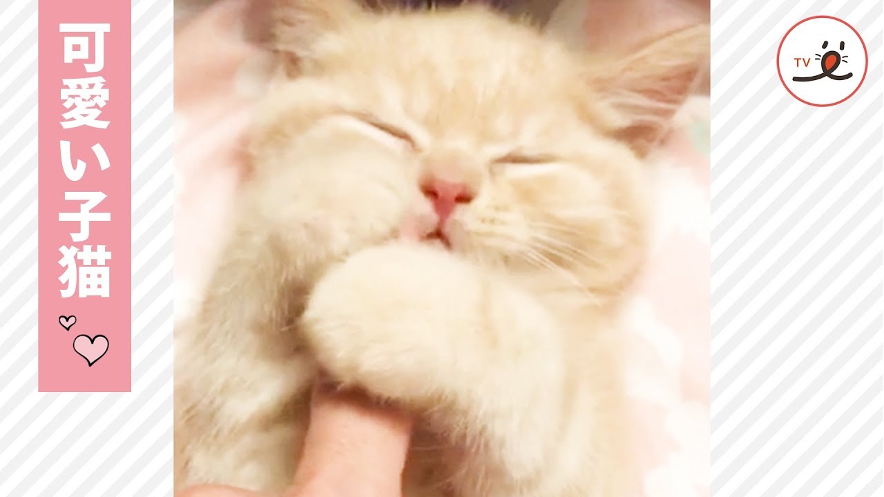 人懐っこい可愛い子猫ちゃん💕 ママの指を… 【PECO TV】