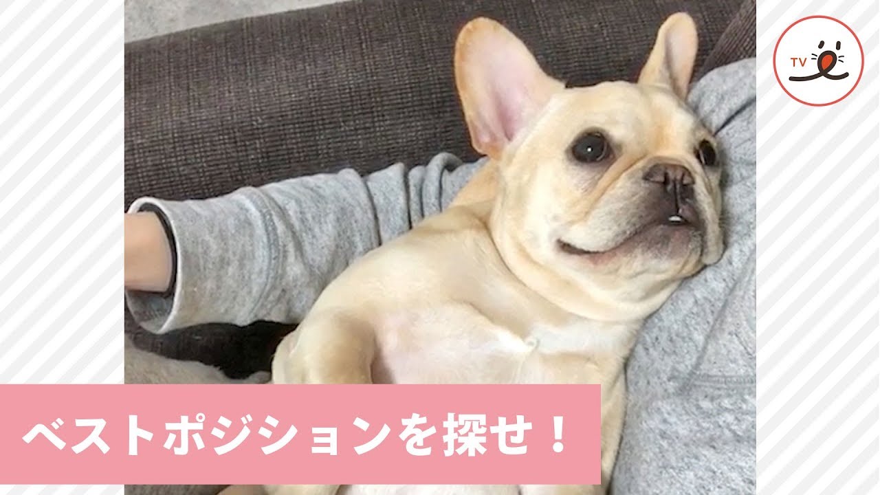 ここがいい感じ！ ご主人の上でベスポジを探すワンちゃん💕【PECO TV】