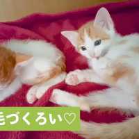 一緒に毛づくろい💕 仲良し子猫２匹🐱【PECO TV】