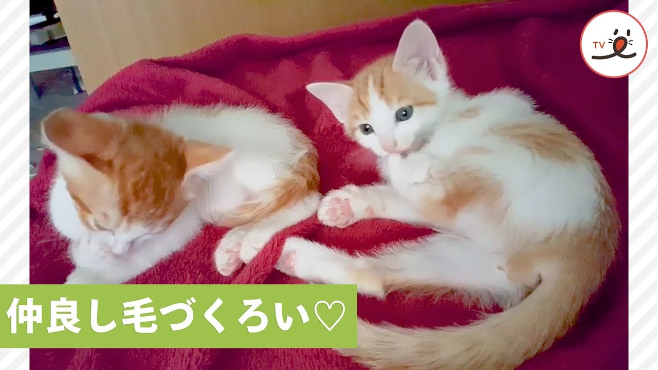 一緒に毛づくろい💕 仲良し子猫２匹🐱【PECO TV】