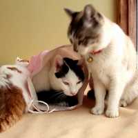紙袋と猫　Paper bag and cat　　180512