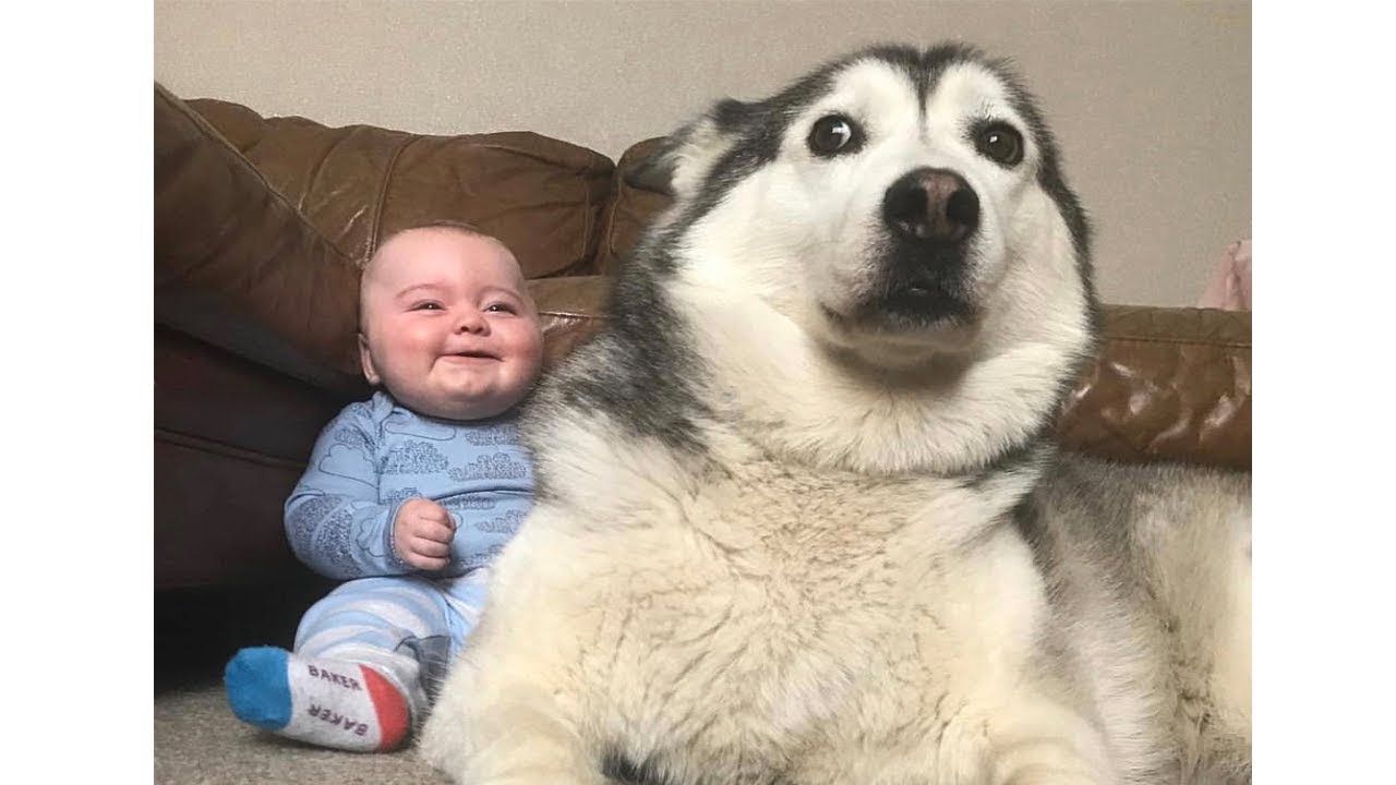 初めて人間の赤ちゃんに会ったハスキー犬の反応が超おもしろ