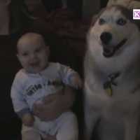 赤ちゃんを笑わせるハスキー犬が超かわいい・犬と赤ちゃん絶妙な関係! 仲良しすぎる!