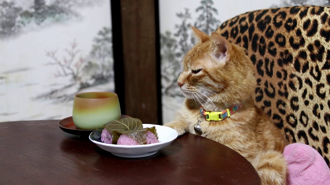 ちゃぶ台の上の桜餅と茶トラ