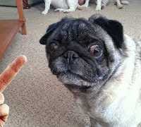 「舐めるなよ」中指を立てられた犬のリアクションが超おもしろい