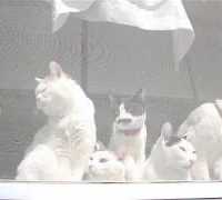 網戸の７匹の猫　180604