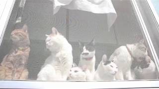 網戸の７匹の猫　180604