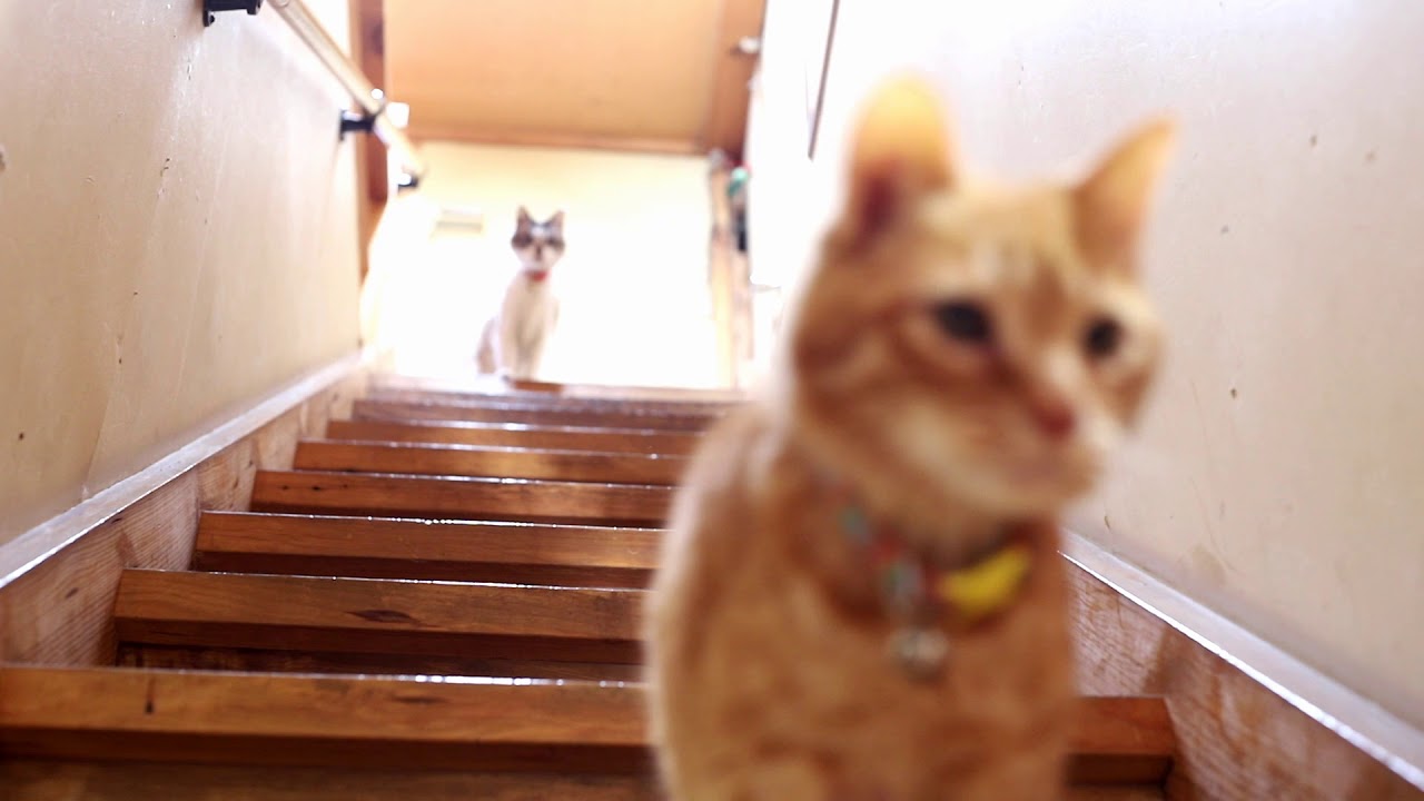 階段を登ったり降りたりする猫　180630