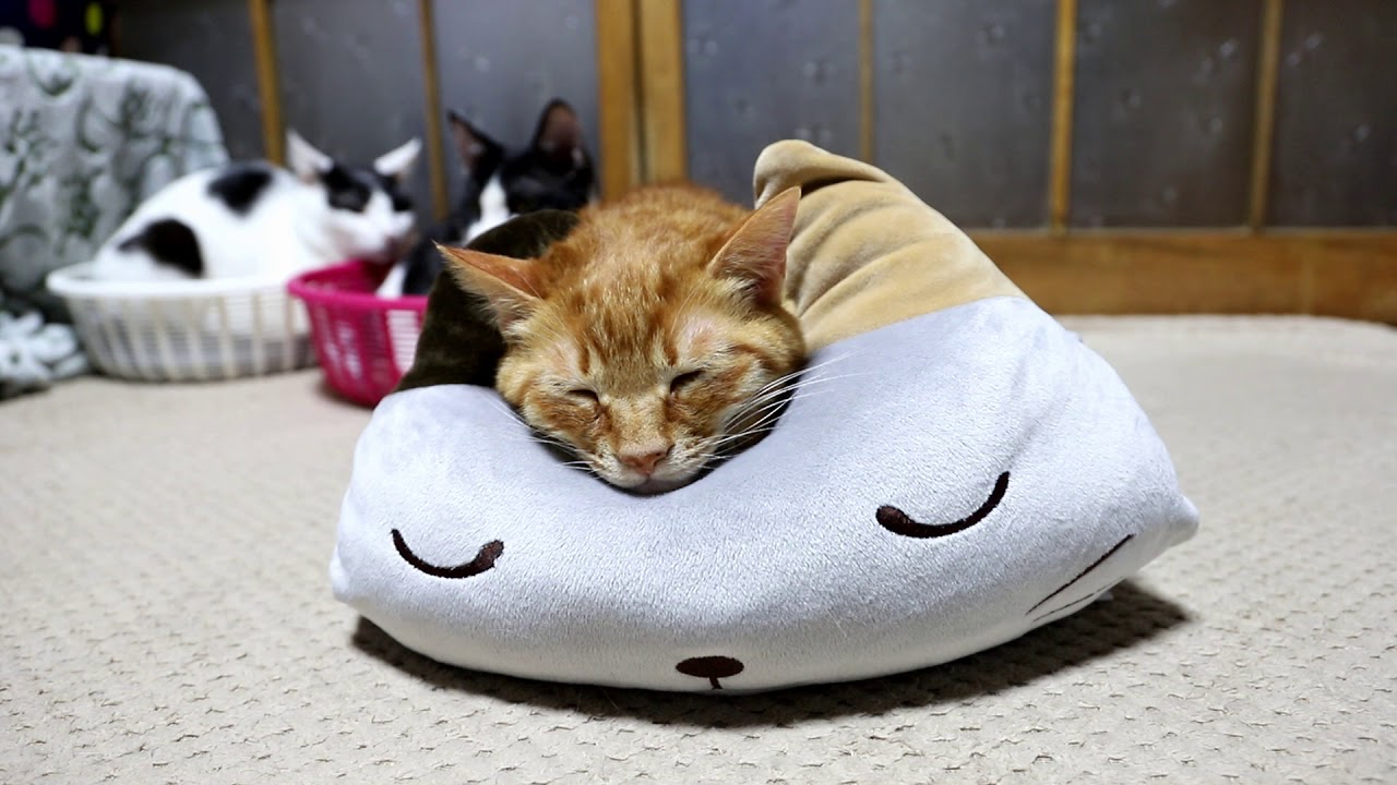 ねこまくら Cat pillow　2018#5