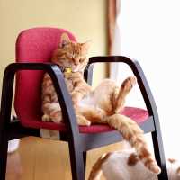椅子に座る茶トラ Cat sitting in a chair 2018#3