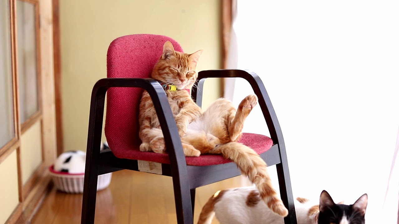 椅子に座る茶トラ Cat sitting in a chair 2018#3