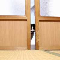 戸を開けるちょび Cats Opening Door 2018#6