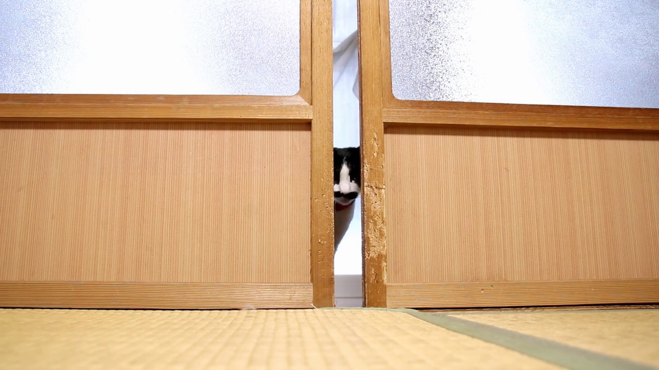 戸を開けるちょび Cats Opening Door 2018#6