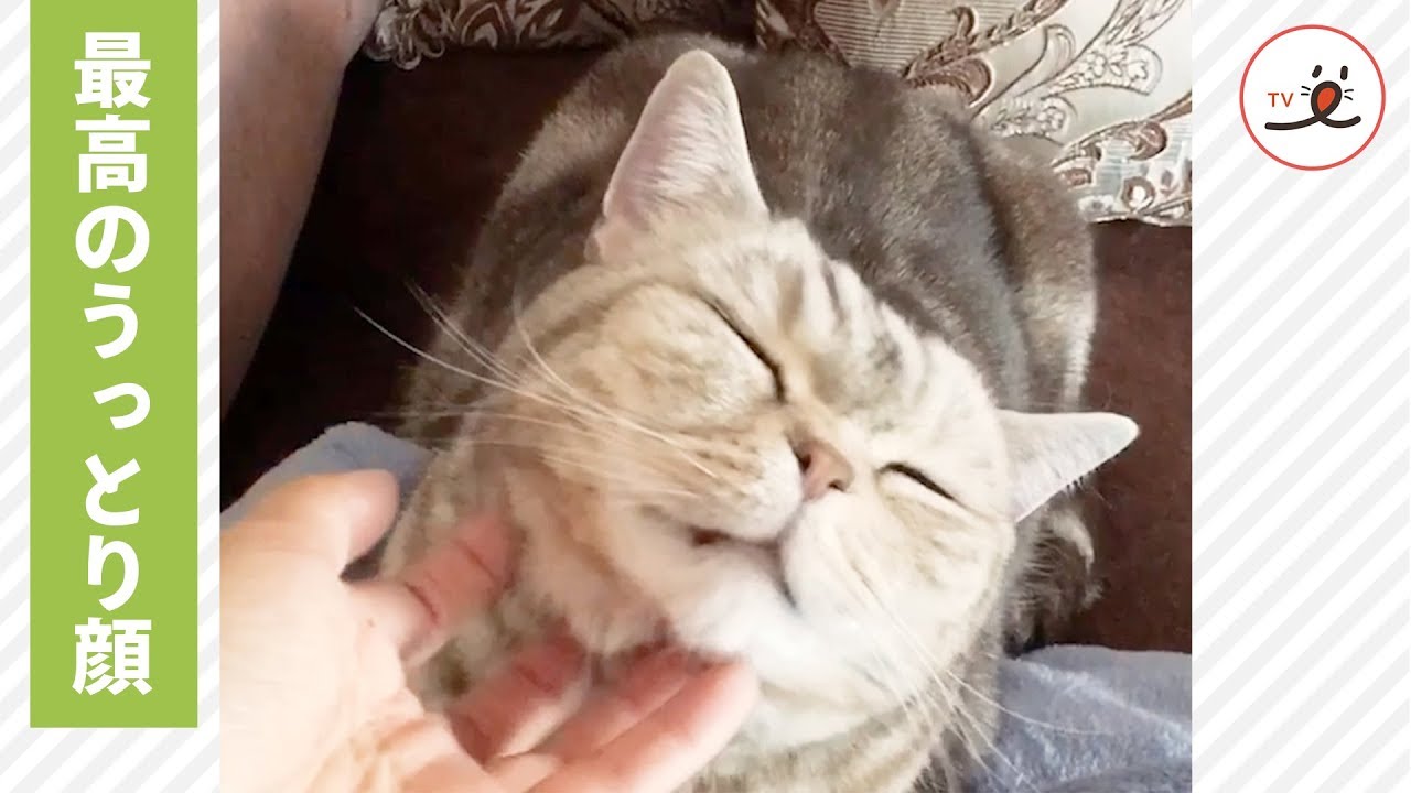 もう骨抜き😽💘 飼い主さんにナデナデされた、ニャンコの表情が…💗【PECO TV】