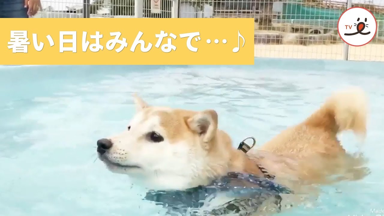 暑い日はみんなでプールだ！ ✨ いっぱい遊んでいい気分なワンコ達😚【PECO TV】