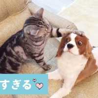 愛に生きるワンコ❤️ ニャンコに噛まれても、猫パンチされても、嬉しくて尻尾フリフリしちゃう🐶【PECO TV】