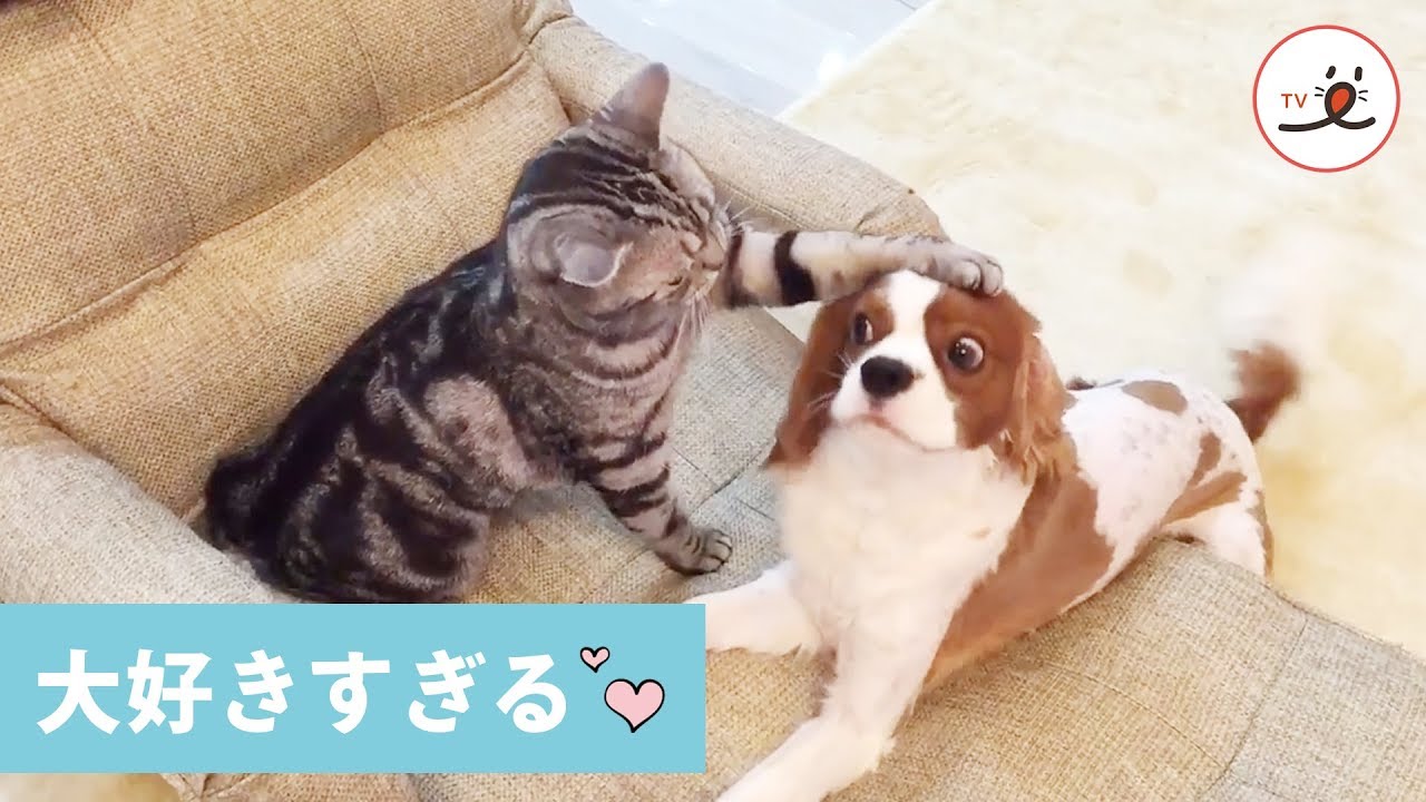 愛に生きるワンコ❤️ ニャンコに噛まれても、猫パンチされても、嬉しくて尻尾フリフリしちゃう🐶【PECO TV】