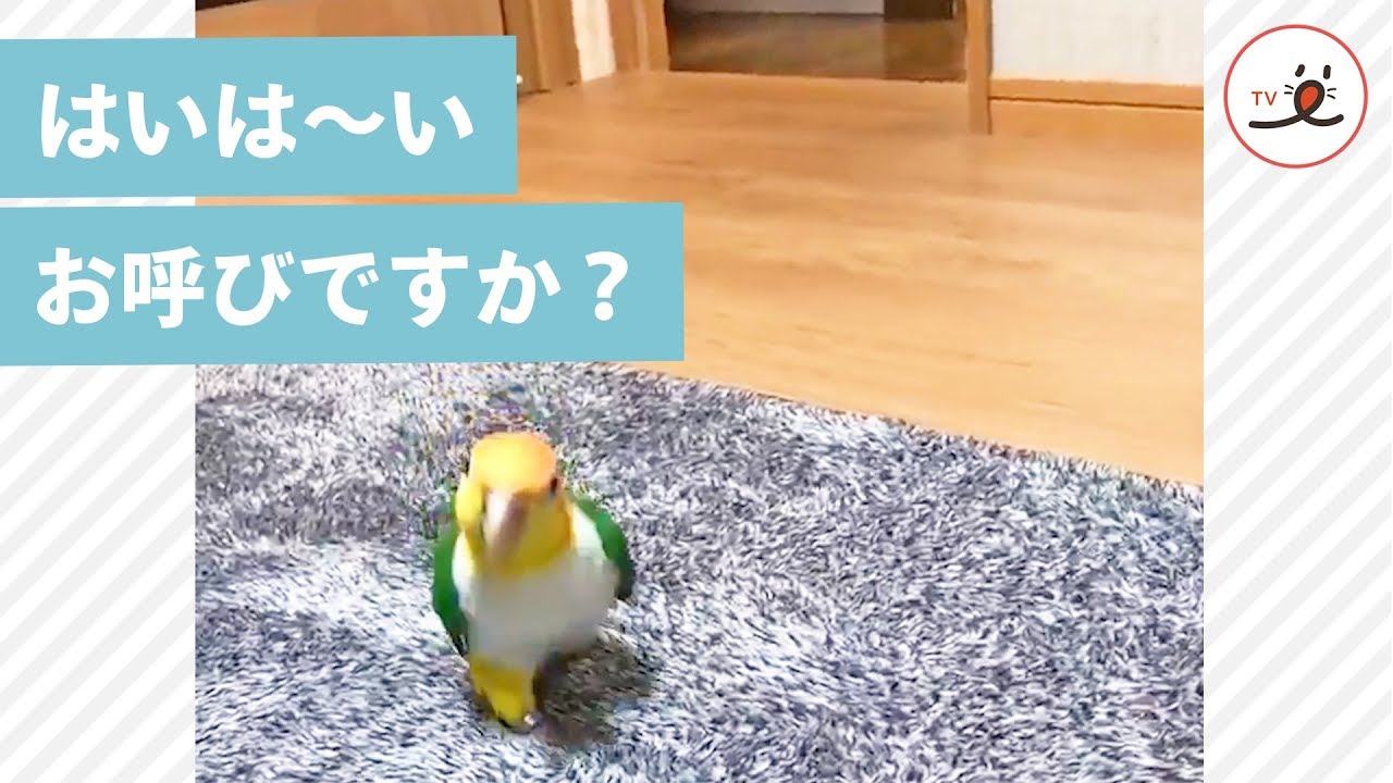 名前を呼ばれてご機嫌なインコ🐤 駆け寄ってくる姿に…キュン❤️【PECO TV】