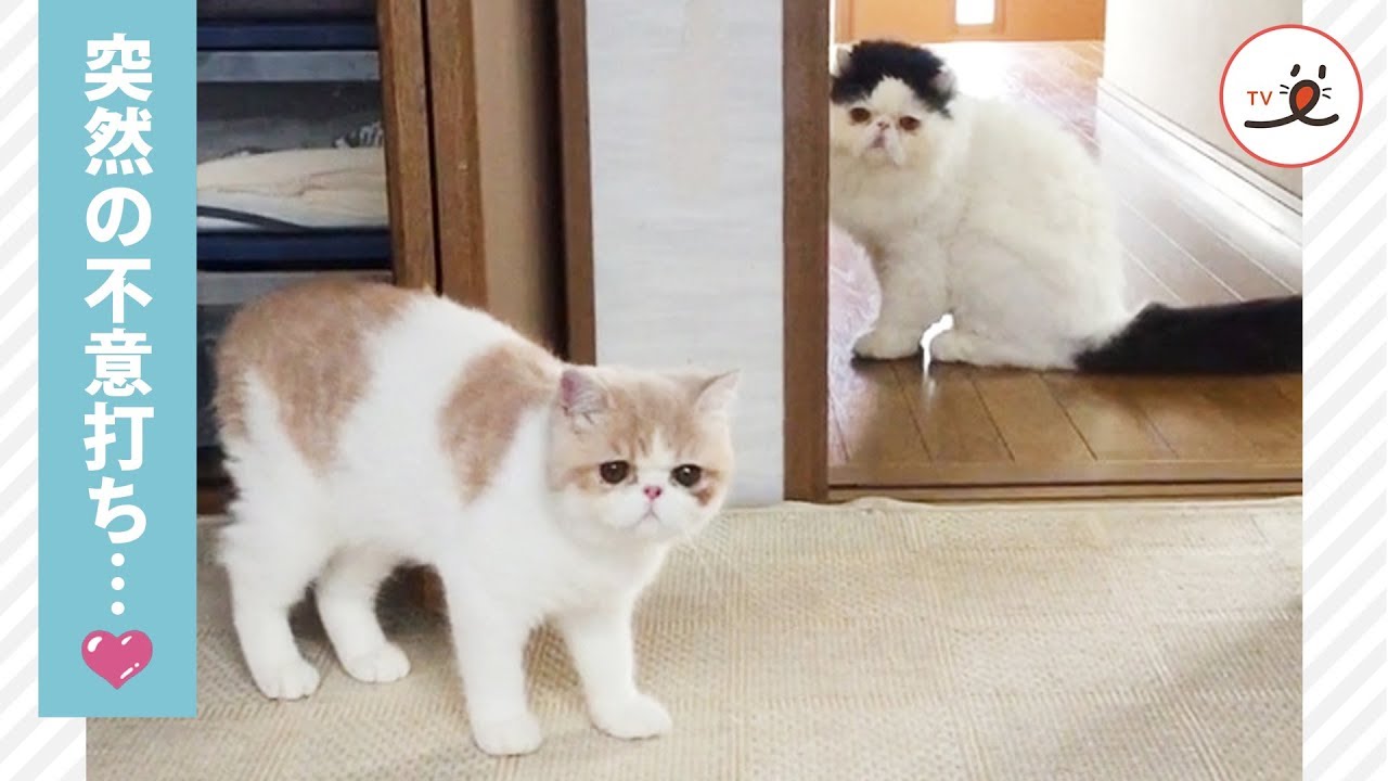 仲良し兄弟ニャンコ🐱 弟くんの突然の不意打ちに兄さんビックリしたニャ🙀💕【PECO TV】