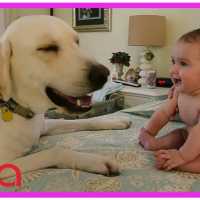 【犬と赤ちゃん】赤ちゃんと犬絶妙な関係・毎日赤ちゃんを笑わせる犬たち