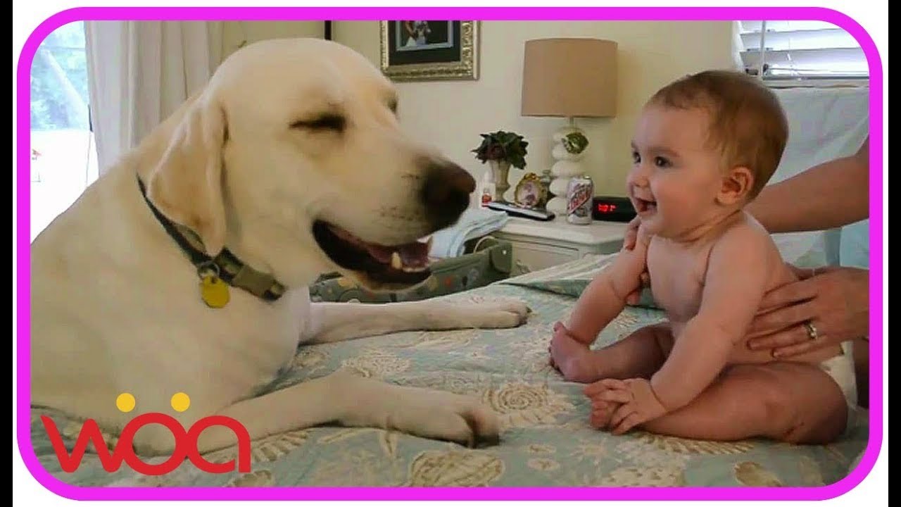 【犬と赤ちゃん】赤ちゃんと犬絶妙な関係・毎日赤ちゃんを笑わせる犬たち