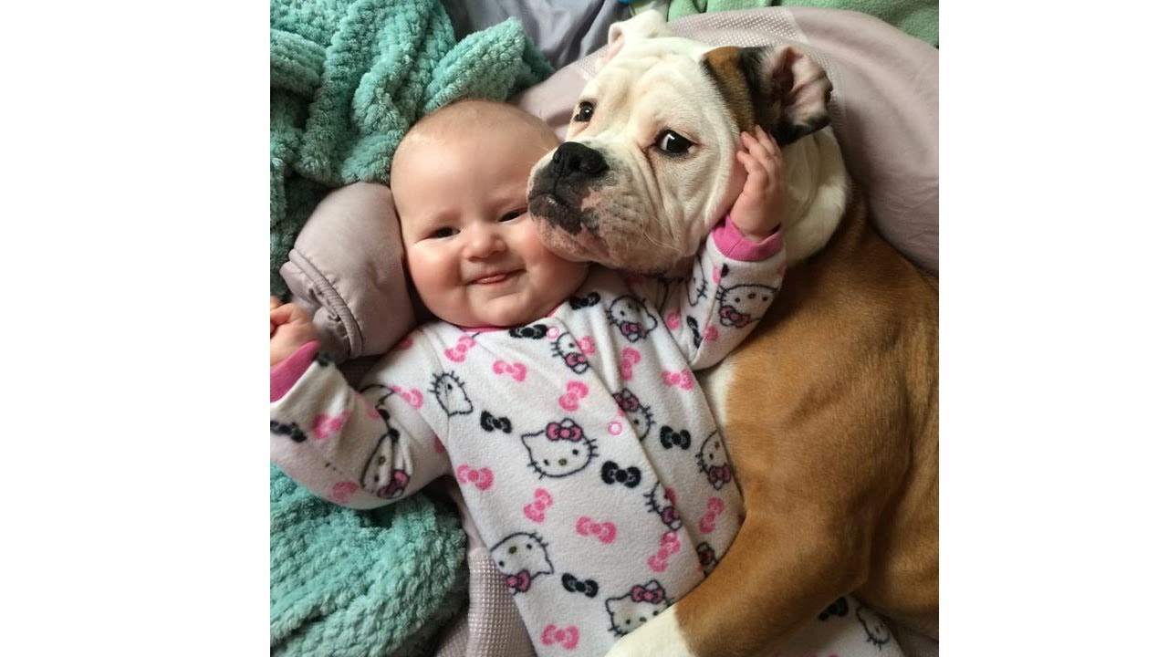 人間の赤ちゃんを自分の子供のように必死で守る犬・必死で世話をする犬