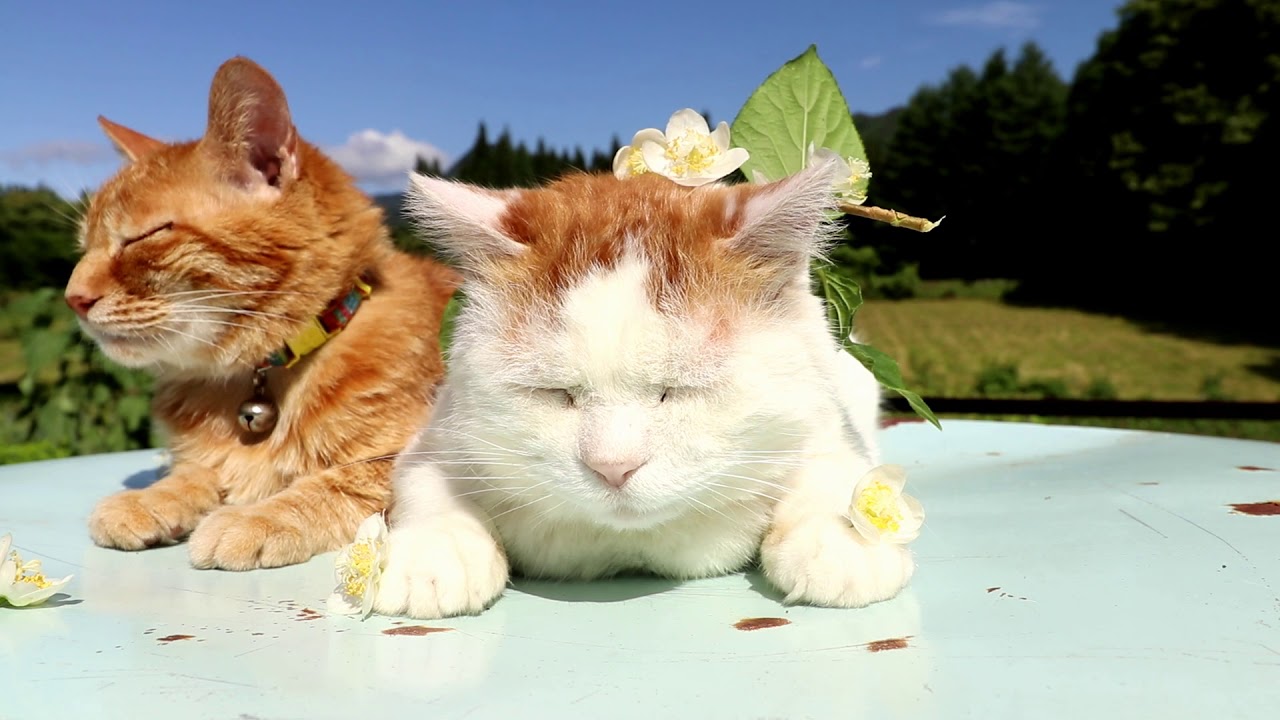 またたびの花 180718