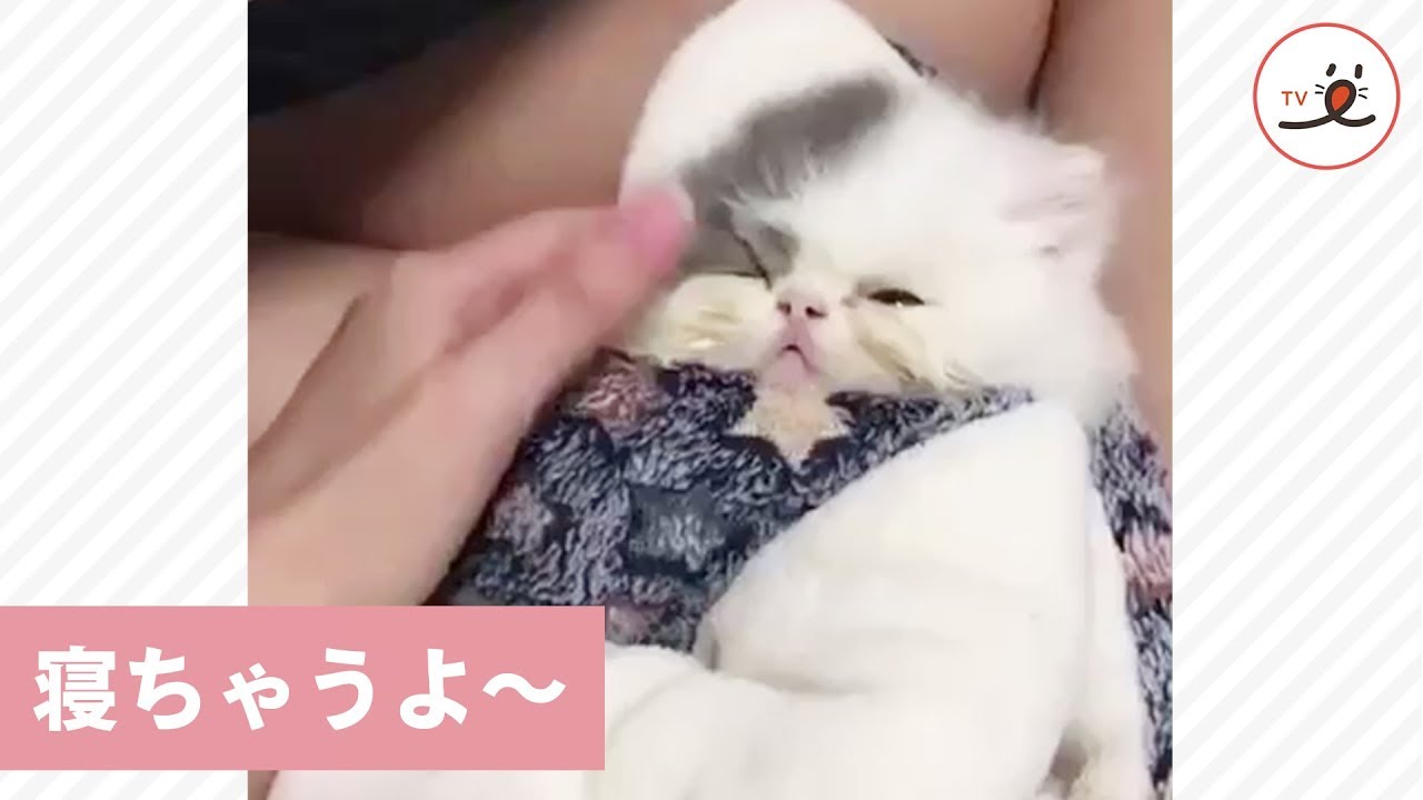 もう少しで寝ちゃう…子猫ちゃんがとっても可愛かった💕【PECO TV】