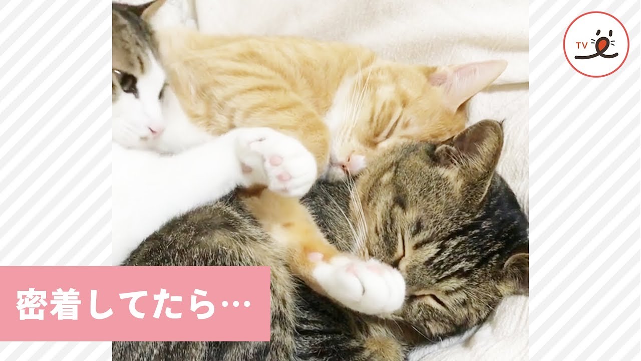 鼻を塞がれても起きないニャンコ🐱 どっぷり熟睡中💕【PECO TV】