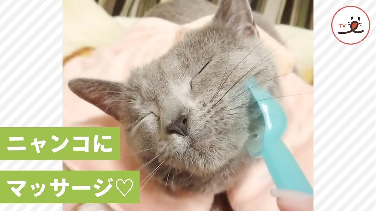 お顔のマッサージですよ〜💕 気持ちよくてウットリなニャンコ🐱【PECO TV】