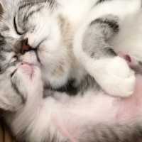ママ猫と子猫🐱 一緒に寝たいのニャ…💤【PECO TV】