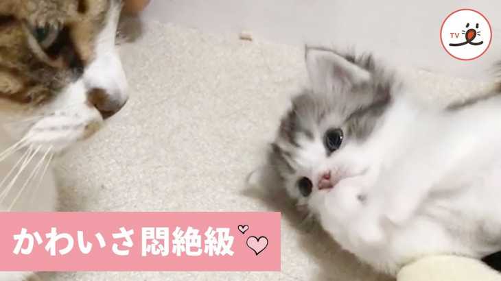 パパに顔の洗い方を教えてもらいたい子猫🐱 頑張って一人でできたよ💕【PECO TV】