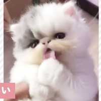 マシュマロのような子猫の、毛づくろいがとっても可愛かった…😍【PECO TV】