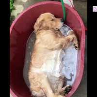 「最もおもしろ犬」 かわいいゴールデンレトリバーのハプニング, 失敗動画集