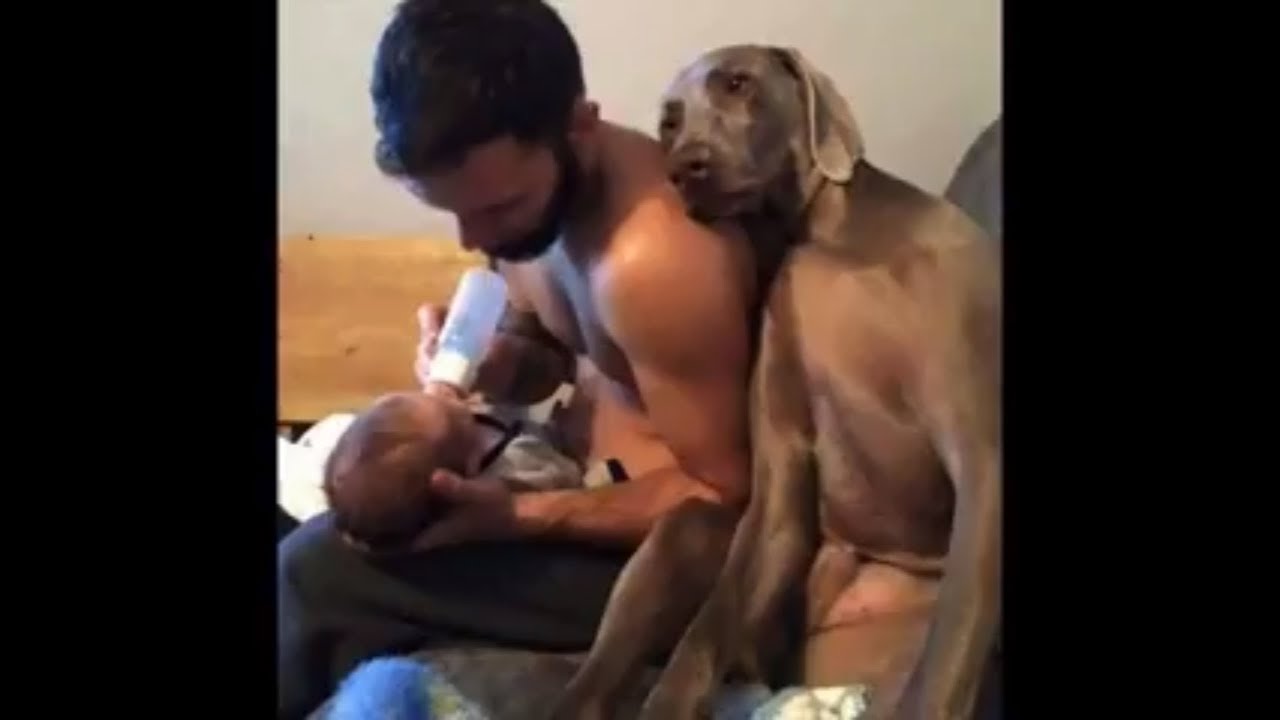 「かわいい犬」初めて人間の赤ちゃんに会った犬が超幸せそうな顔する