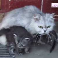 「猫感動」子猫を必死で守る母猫・やっぱり母性本能がすごい