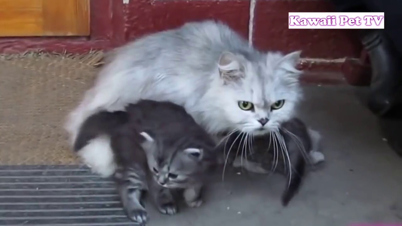 「猫感動」子猫を必死で守る母猫・やっぱり母性本能がすごい