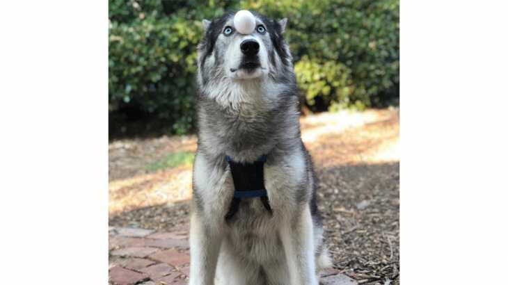 笑わないようにしてください・最もおもしろハスキー犬のハプニング, 失敗集