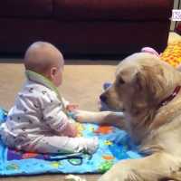 かわいいゴールデンレトリバー犬と赤ちゃん謎の会話動画特集