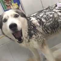 絶対にお風呂がイヤなハスキー犬の反応が超ウケる・笑わないようにしてください #1