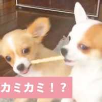 一本のガムを2匹でカミカミするワンコたち🐶 一緒に食べるとおもいきや…😆✨【PECO TV】